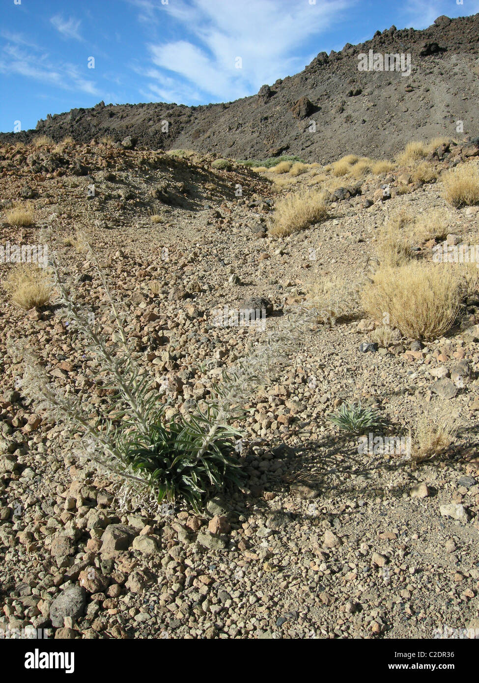 Desert landscape of mount Teide. Stock Photo