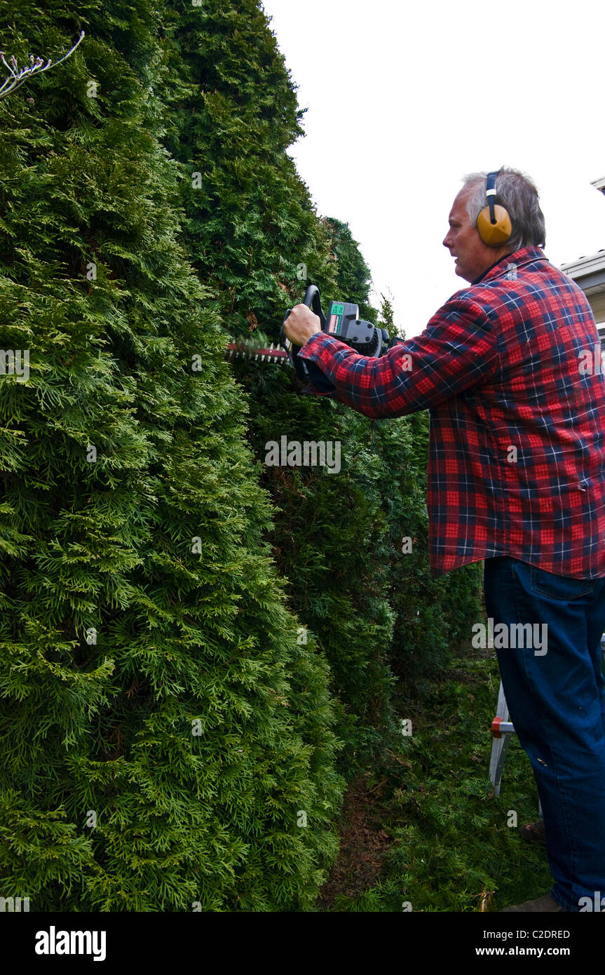 Man cutting hedge wearing hearing protection and using a gas powered