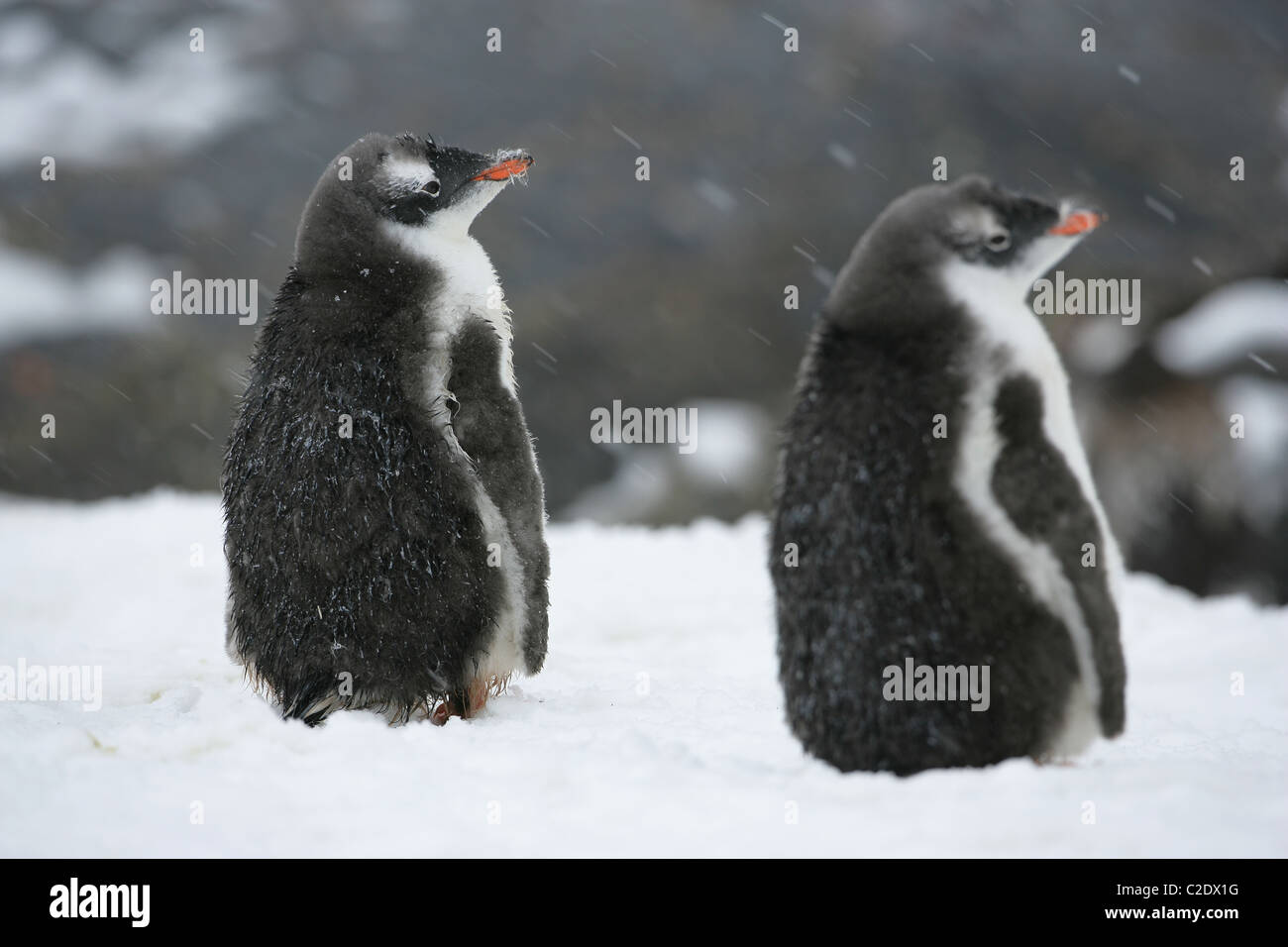 Two [Gentoo Penguin] chicks [Pygoscelis papua], [Petermann Island], [West Graham Land], [West Graham Coast] Antarctic Peninsula Stock Photo