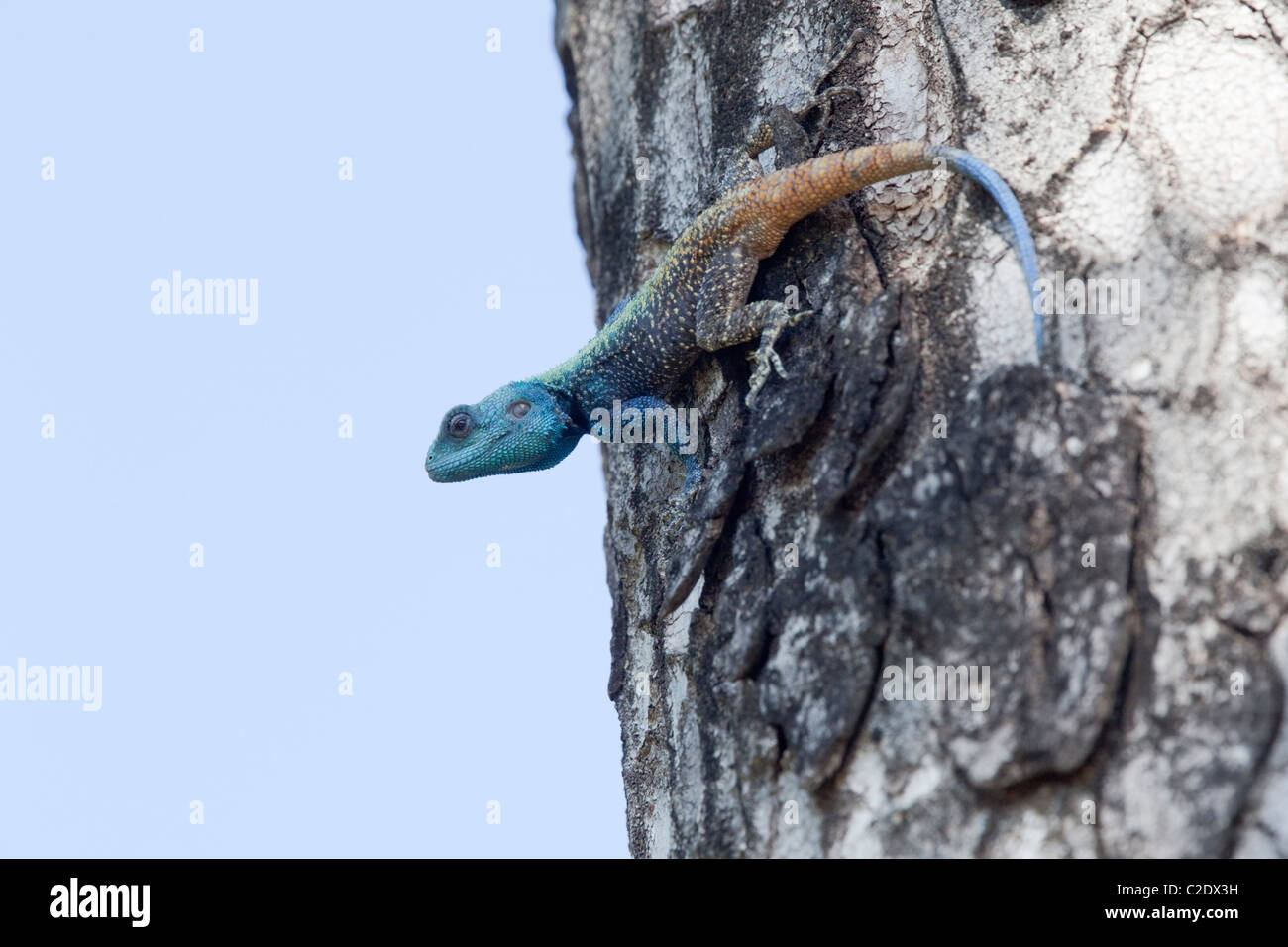 Lizard agamid hi-res stock photography and images - Alamy