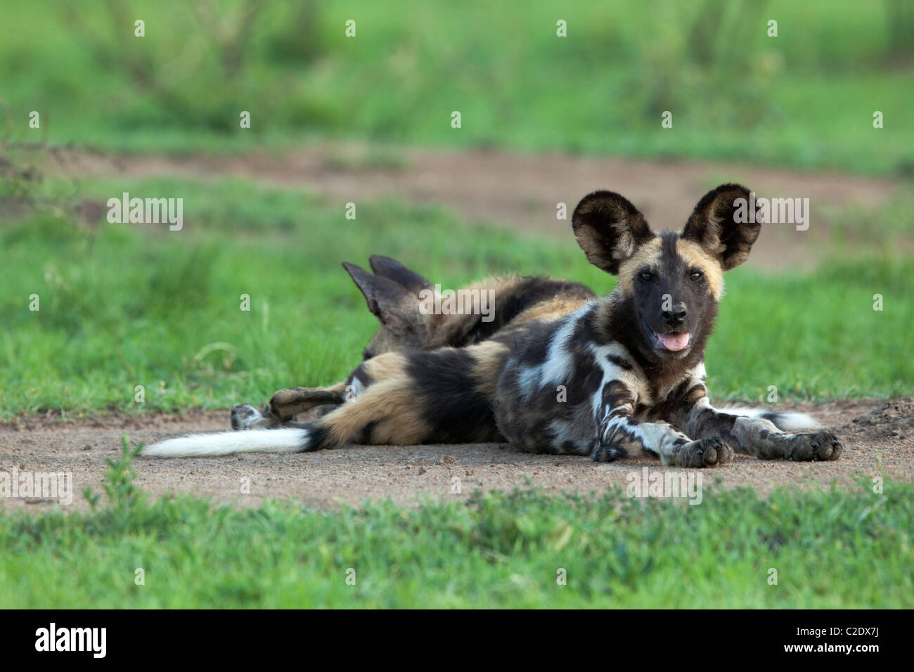 African Wild Dog (Lycaon pictus) Stock Photo