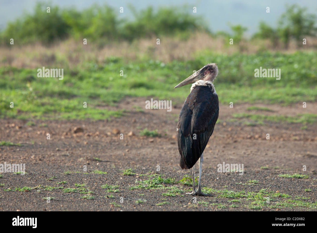 Marabou Stork (Leptoptilos Crumeniferus) Stock Photo