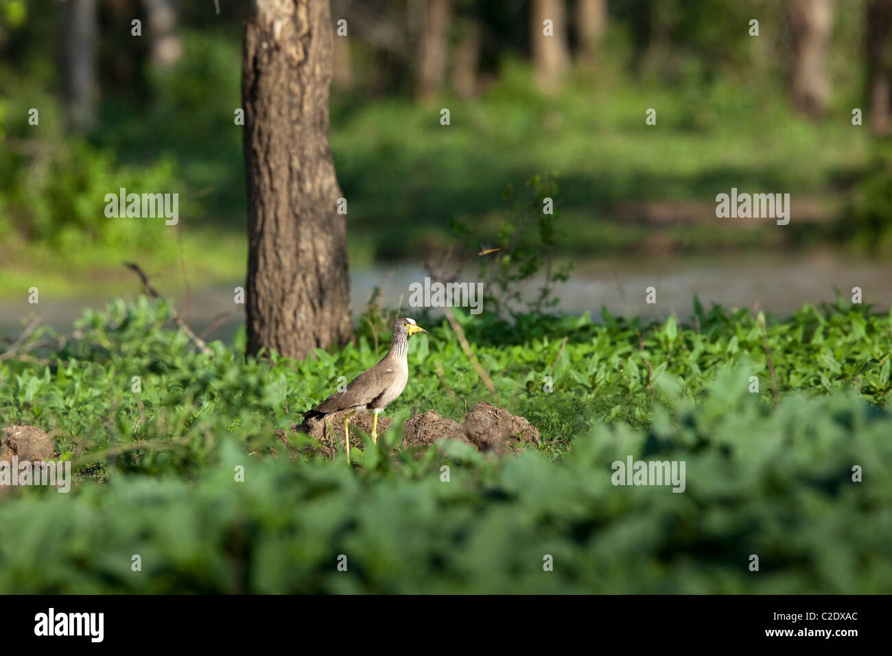 African Wattled Lapwing (Vanellus senegallus). Stock Photo