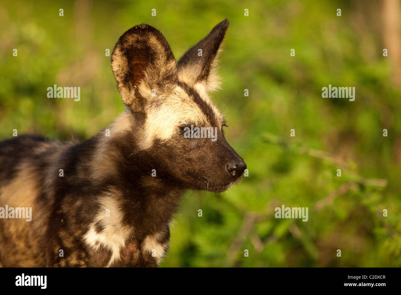 African Wild Dog (Lycaon pictus). Stock Photo