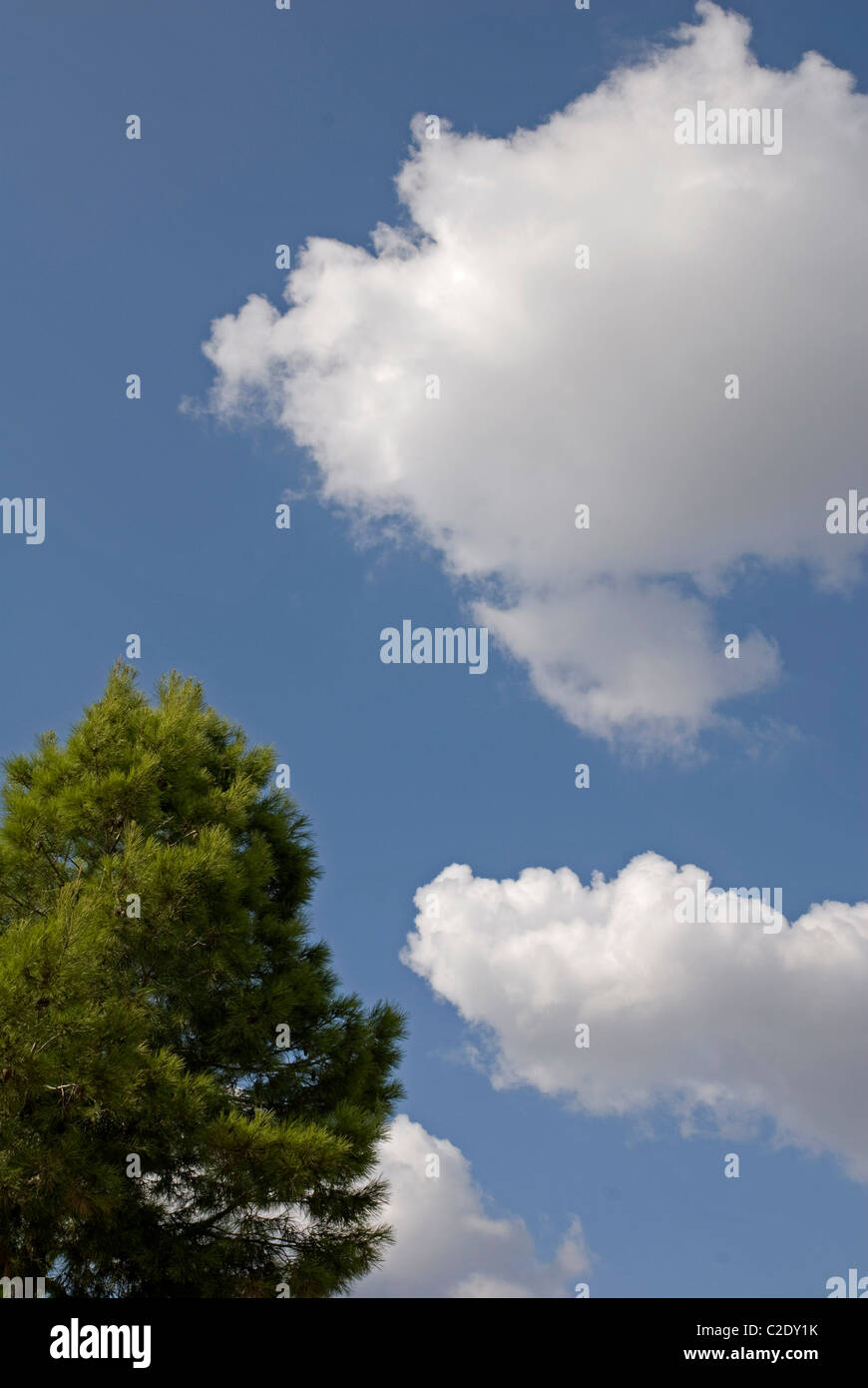 clouds and pine Stock Photo
