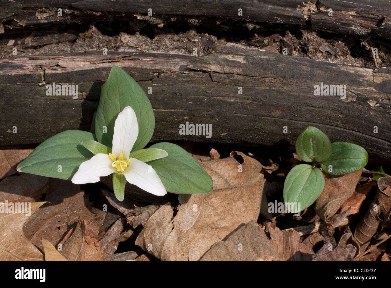 Dwarf or Snow Trillium Trillium nivale River Flats S Michigan USA Stock Photo