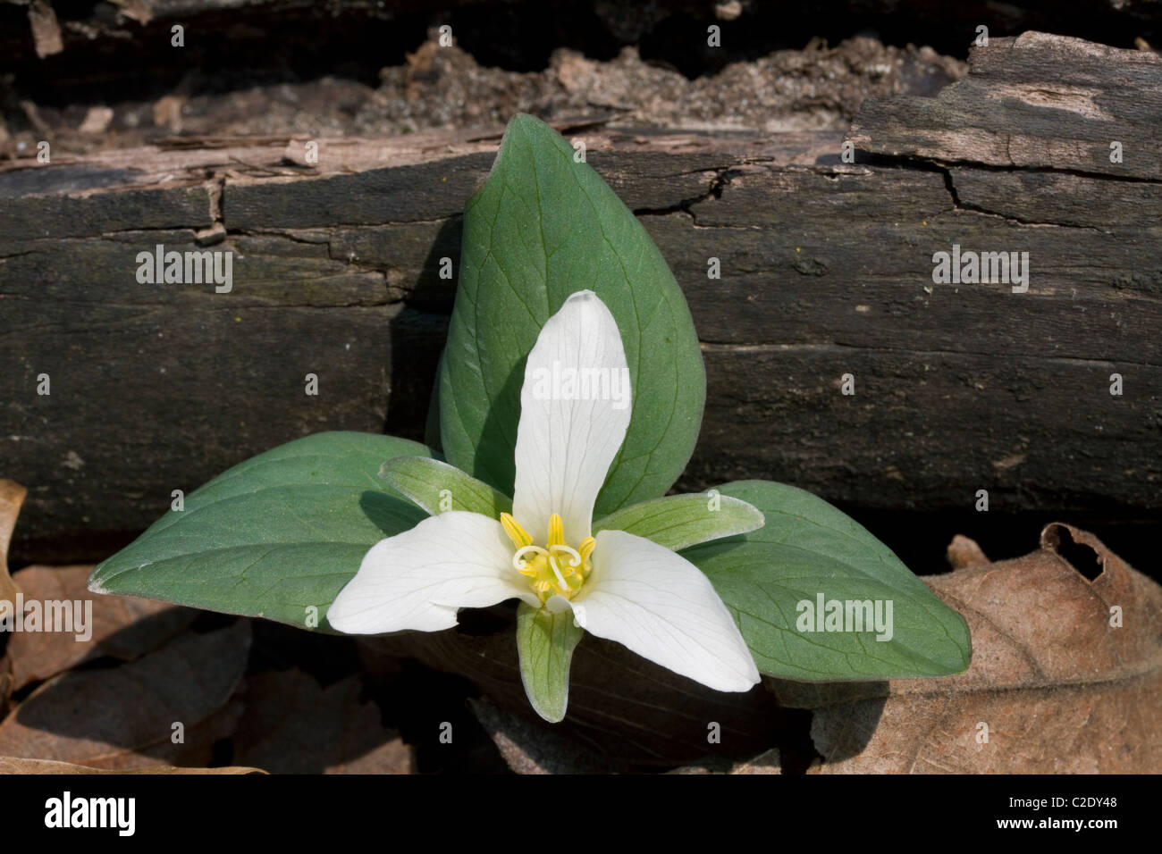 Dwarf or Snow Trillium Trillium nivale River Flats S Michigan USA Stock Photo