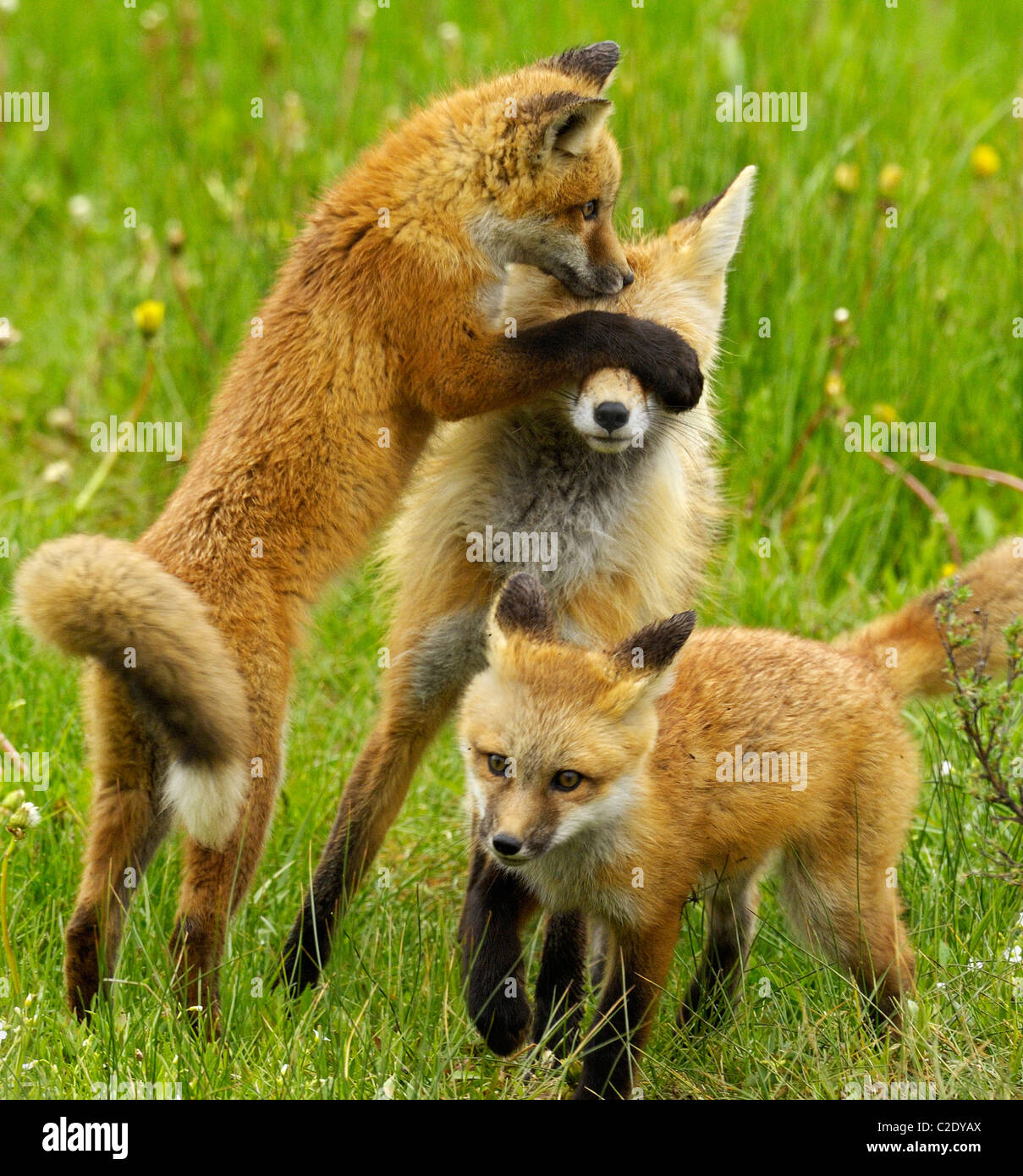 Red Fox hide and seek Stock Photo