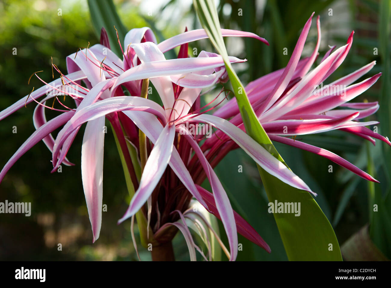 Thailand flower hi-res stock photography and images - Alamy
