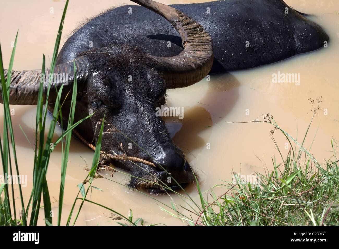 Asian buffalo wallows in a pond in Thailand Stock Photo