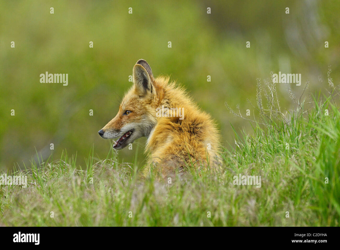 Red Fox sitting waiting in the tall grass Stock Photo