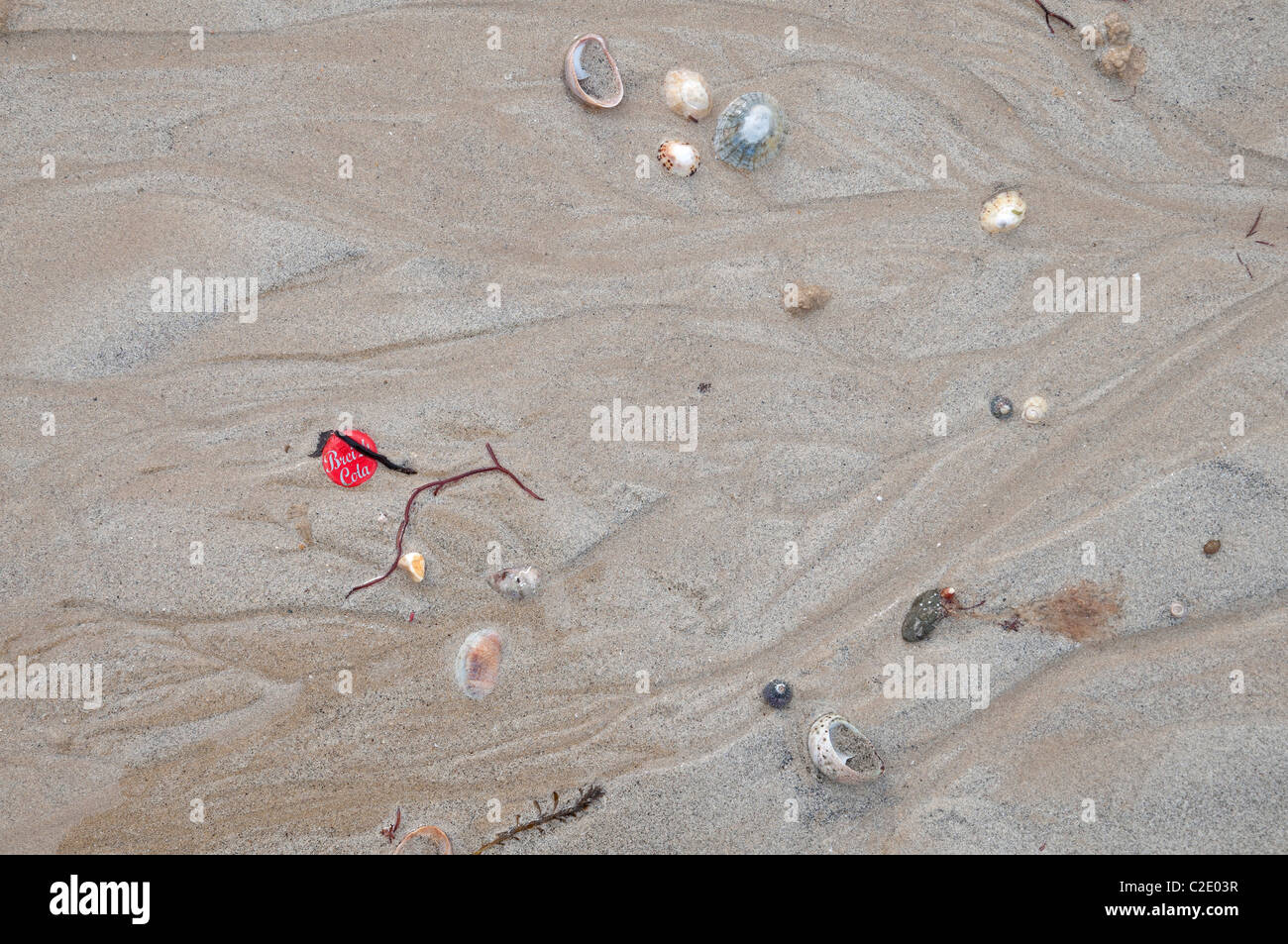bouchon de Breitz cola, coquillages, algues sur une plage de sable shellfish, seaweed on a beach Stock Photo
