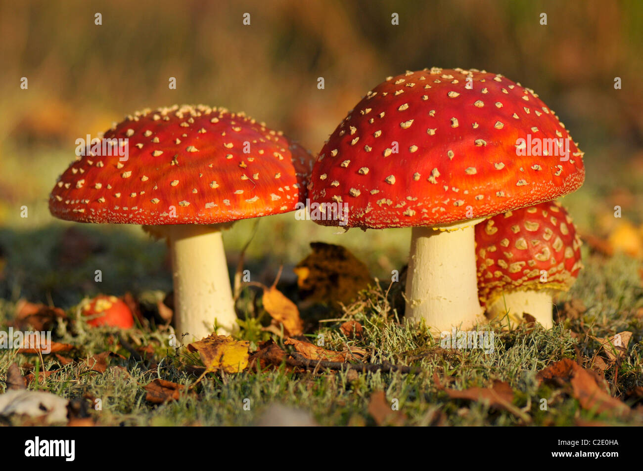 Amanita muscaria, commonly known as the fly agaric Stock Photo