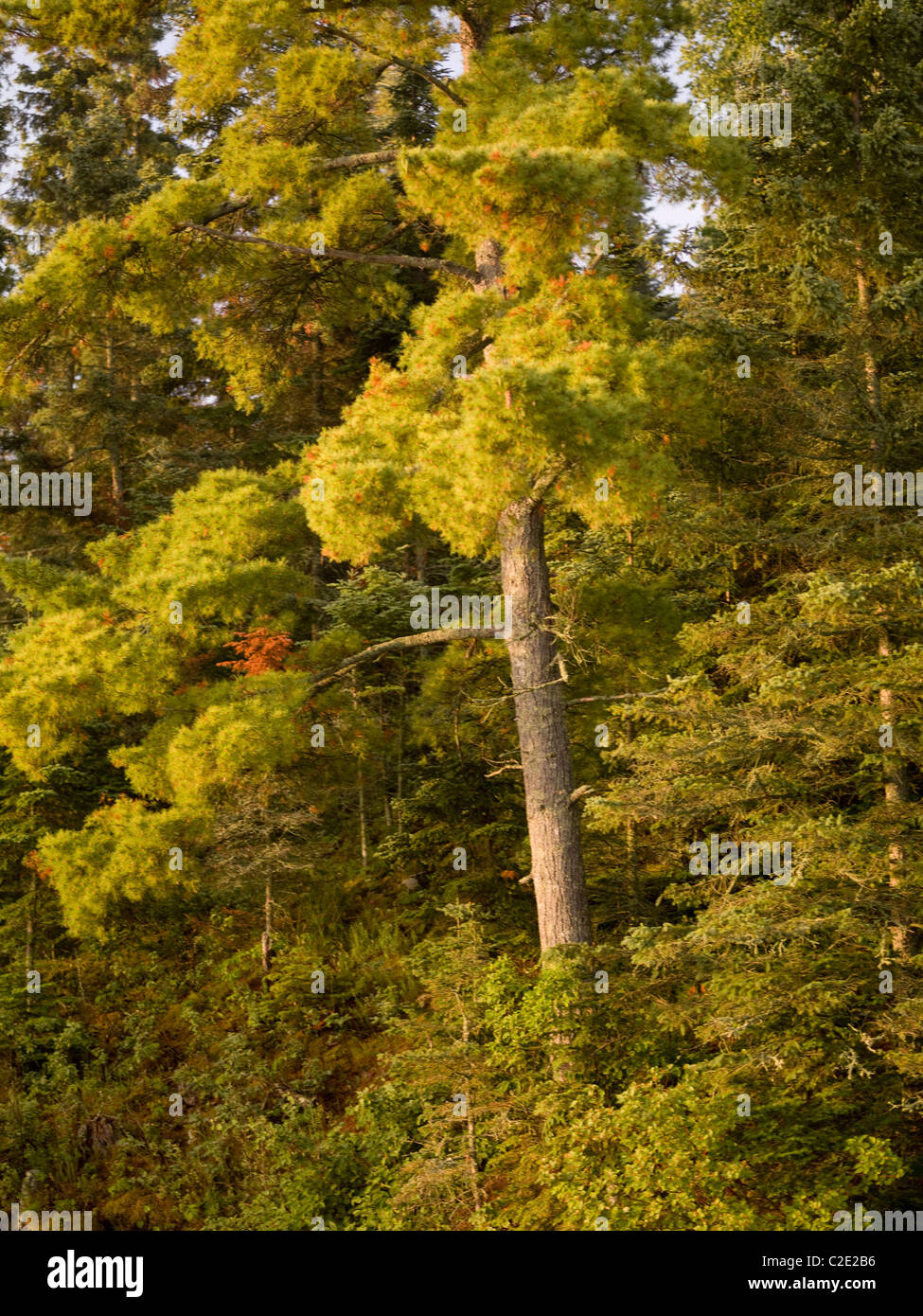 Lake Of The Woods, Ontario, Canada; Foliage On River Bank Stock Photo