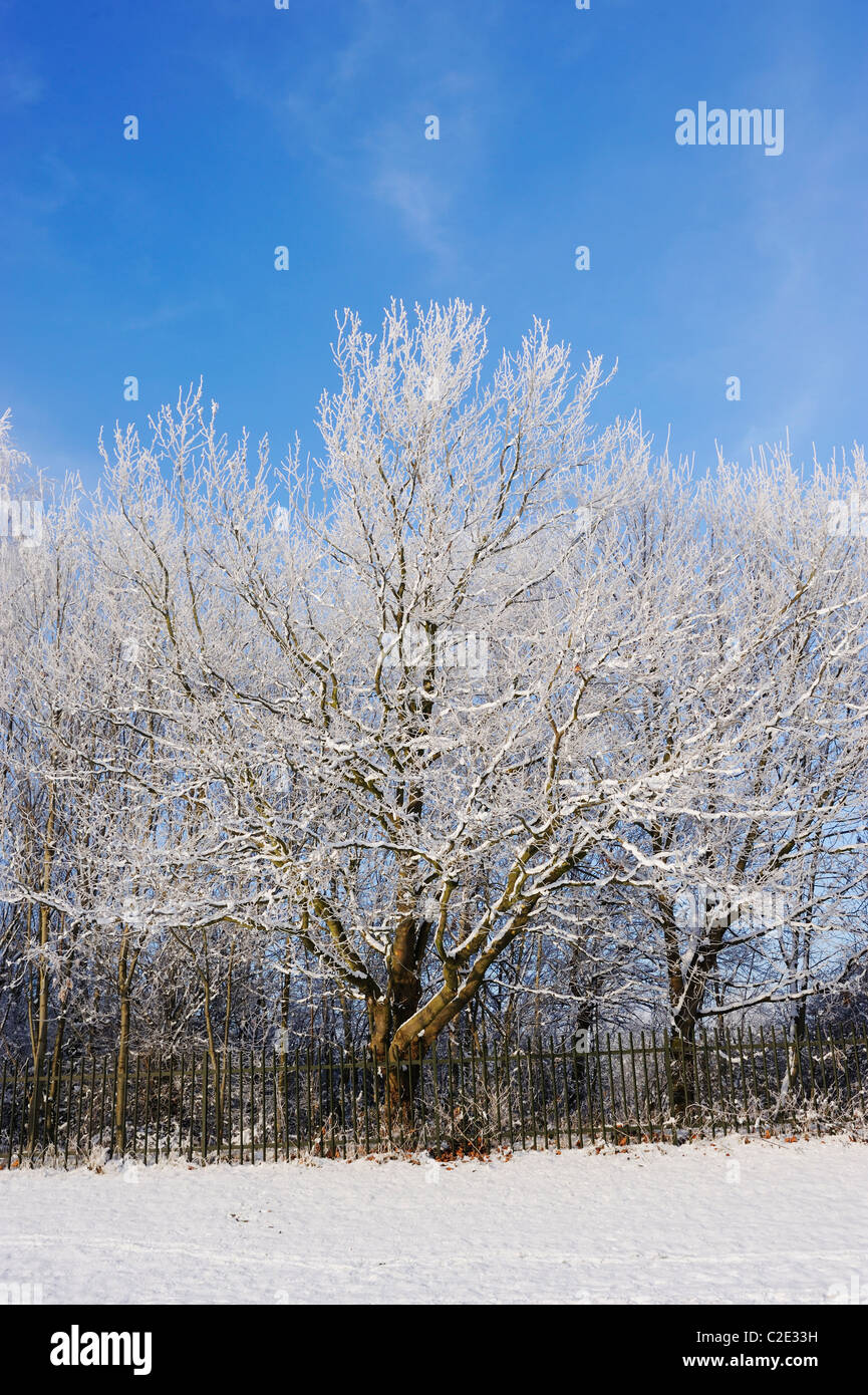 Branches tree covered frost hi-res stock photography and images - Alamy