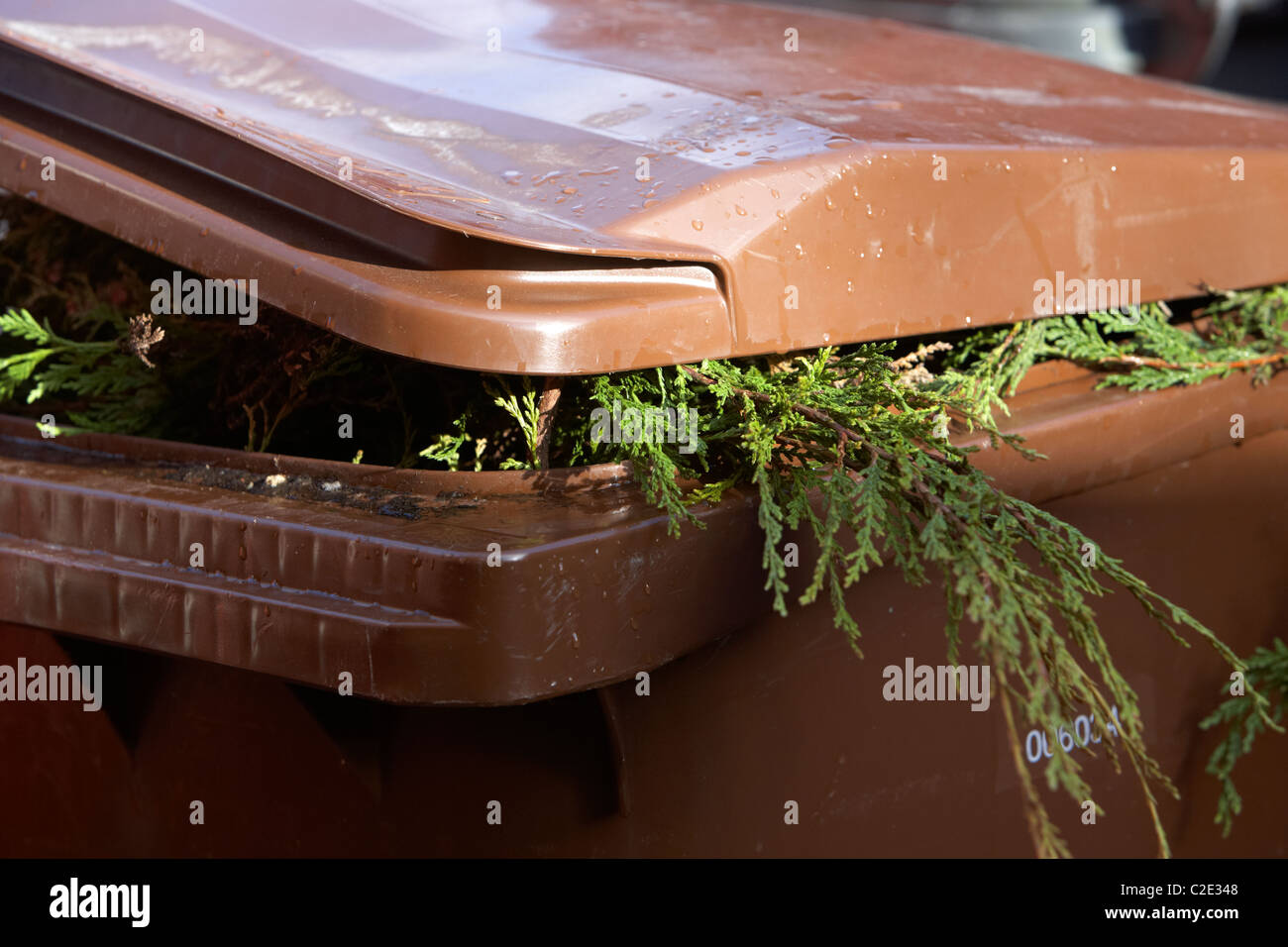 brown recycling bin with green leylandii bushes sticking out of it and lid not closed properly