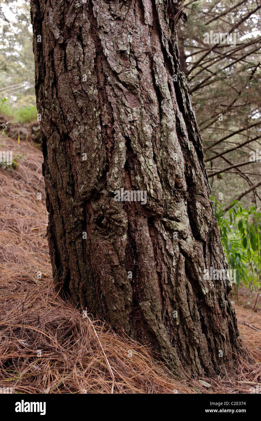 Ocote tree (Pinus montezumae) trunk in San Cristobal de las Casas, Chiapas Stock Photo