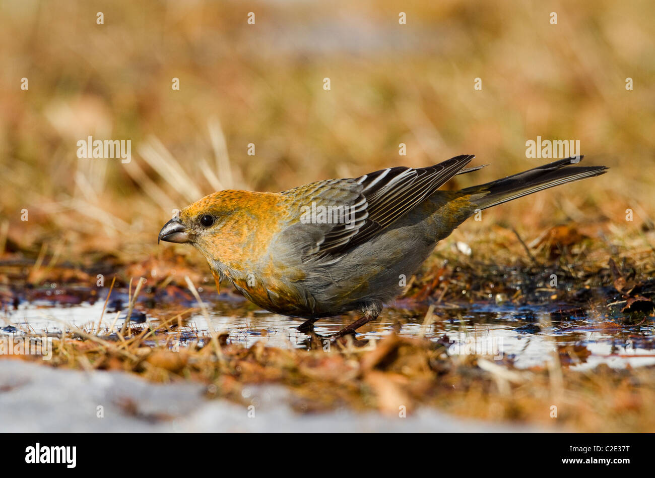 Pine Grosbeak Pinicola enucleator female drinking water from ground in Taiga forest in Northern Finland Stock Photo