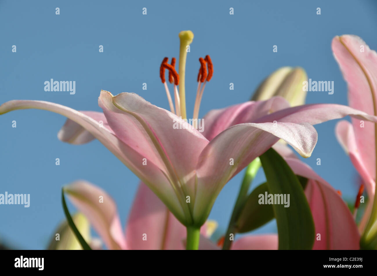 Stargazer lilies lilium flowers hires stock photography and images Alamy