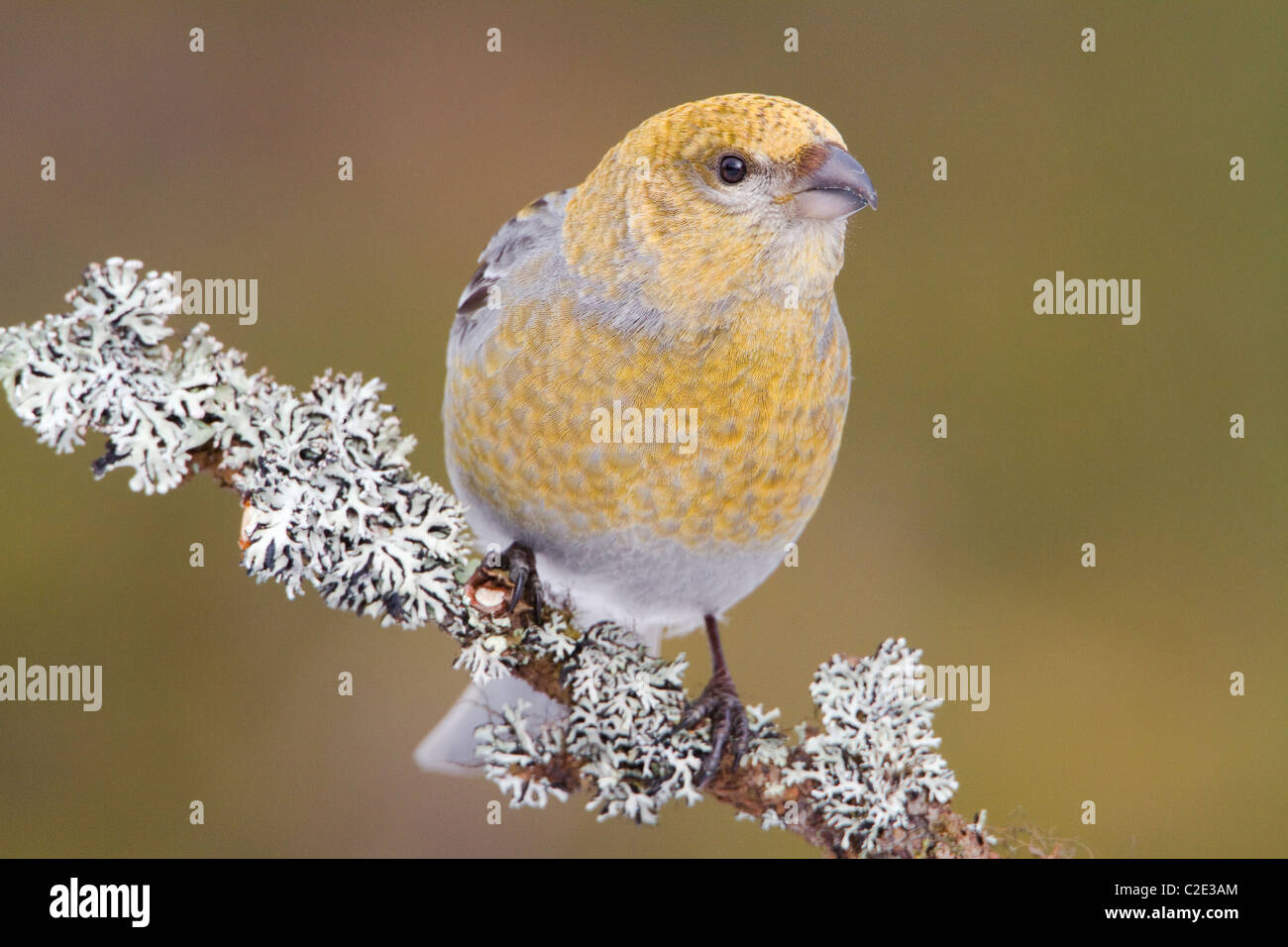 Pine Grosbeak Pinicola enucleator male on lichen covered branch in Taiga forest in Northern Finland Stock Photo