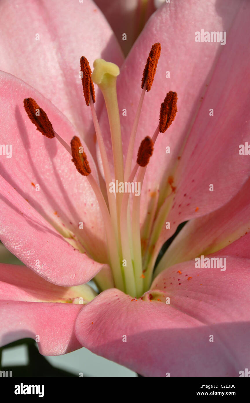 Pink stargazer lilies flowers stamen pollen smell Stock Photo Alamy