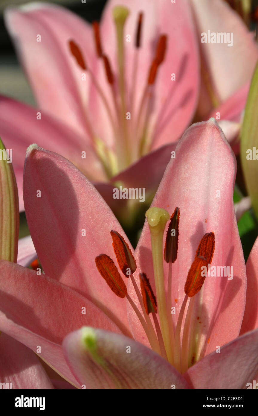 Pink stargazer lilies flowers stamen pollen smell Stock Photo Alamy