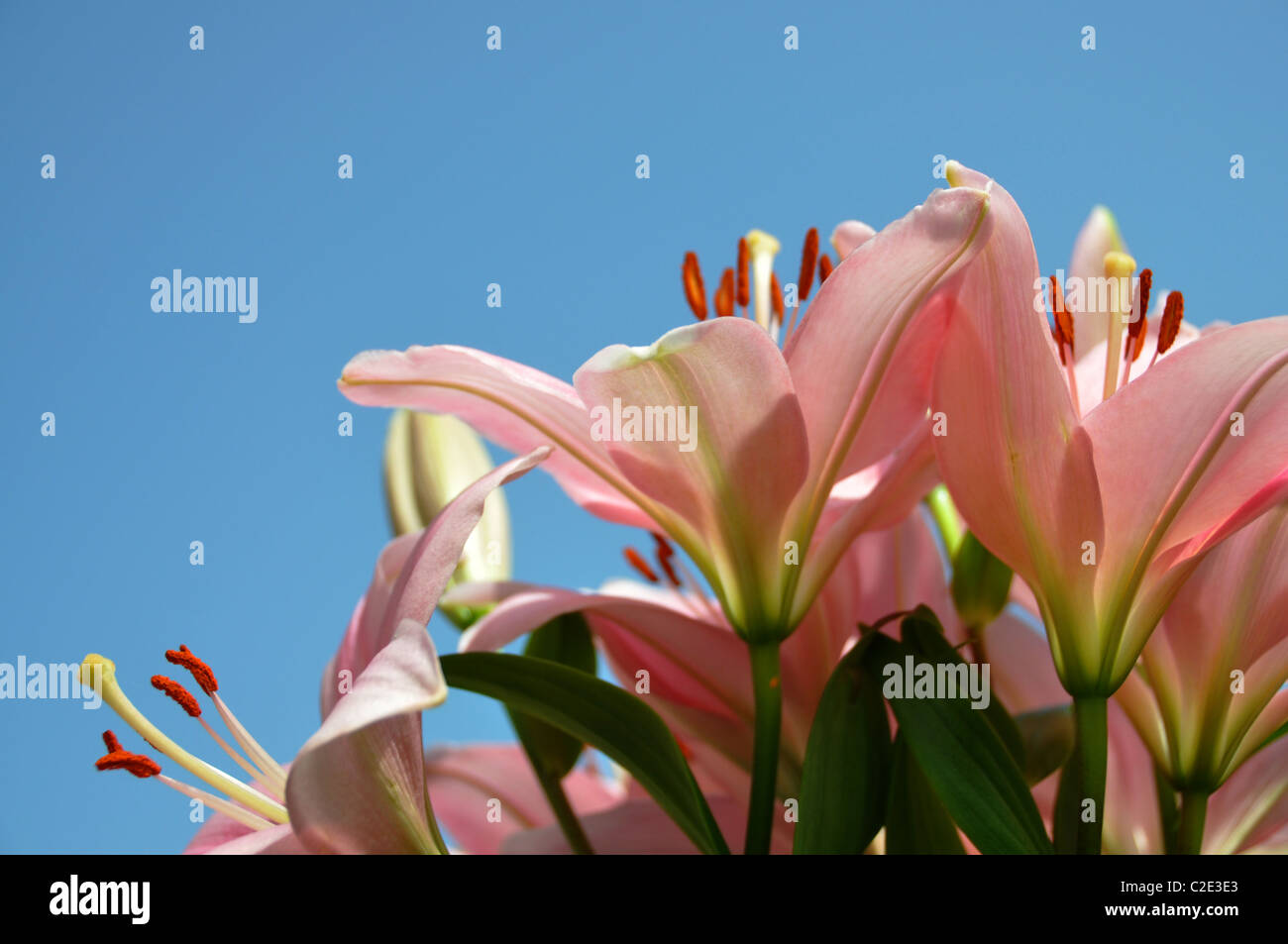 Pink stargazer lilies flowers stamen pollen smell Stock Photo Alamy