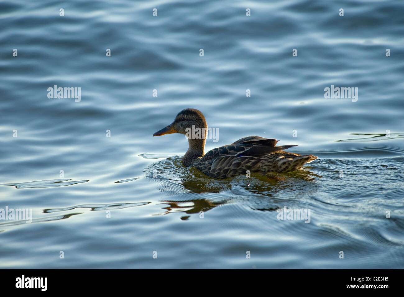 Lake Of The Woods, Ontario, Canada; Duck Swimming In Lake Stock Photo