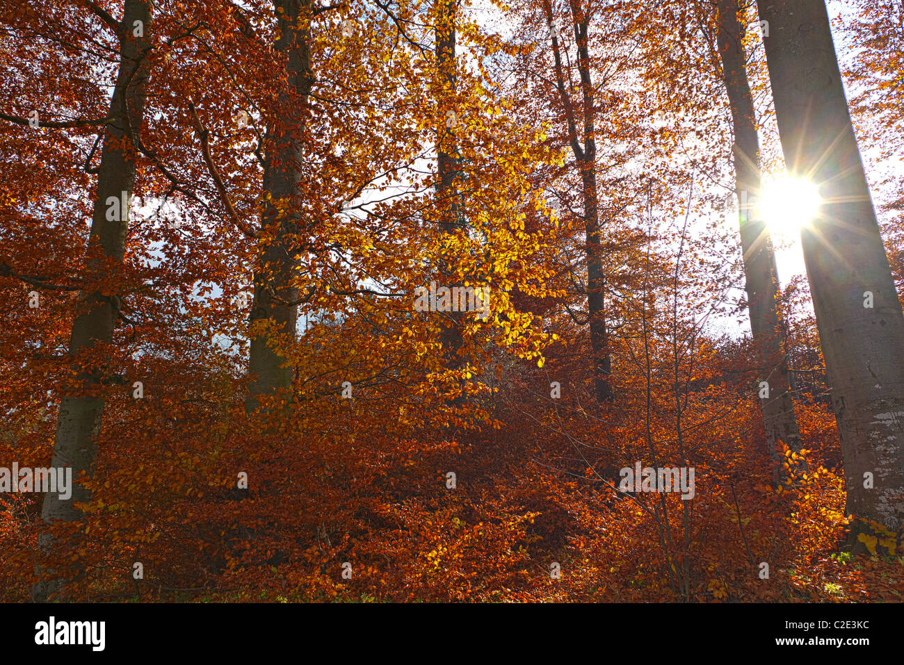 illuminated golden autumn forest Stock Photo - Alamy