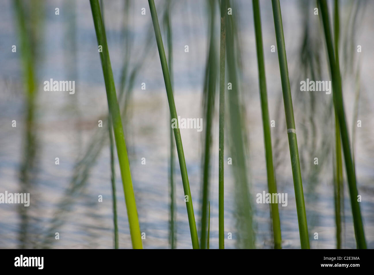 Lake Of The Woods, Ontario, Canada; Close Up Of Lake Reeds Stock Photo