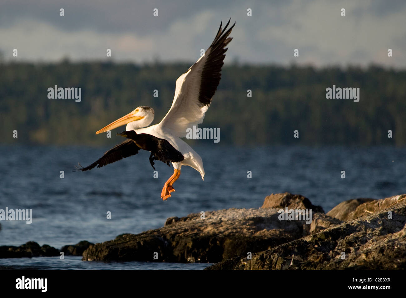 Lake Of The Woods, Ontario, Canada; Birds Taking Off And Landing Stock Photo