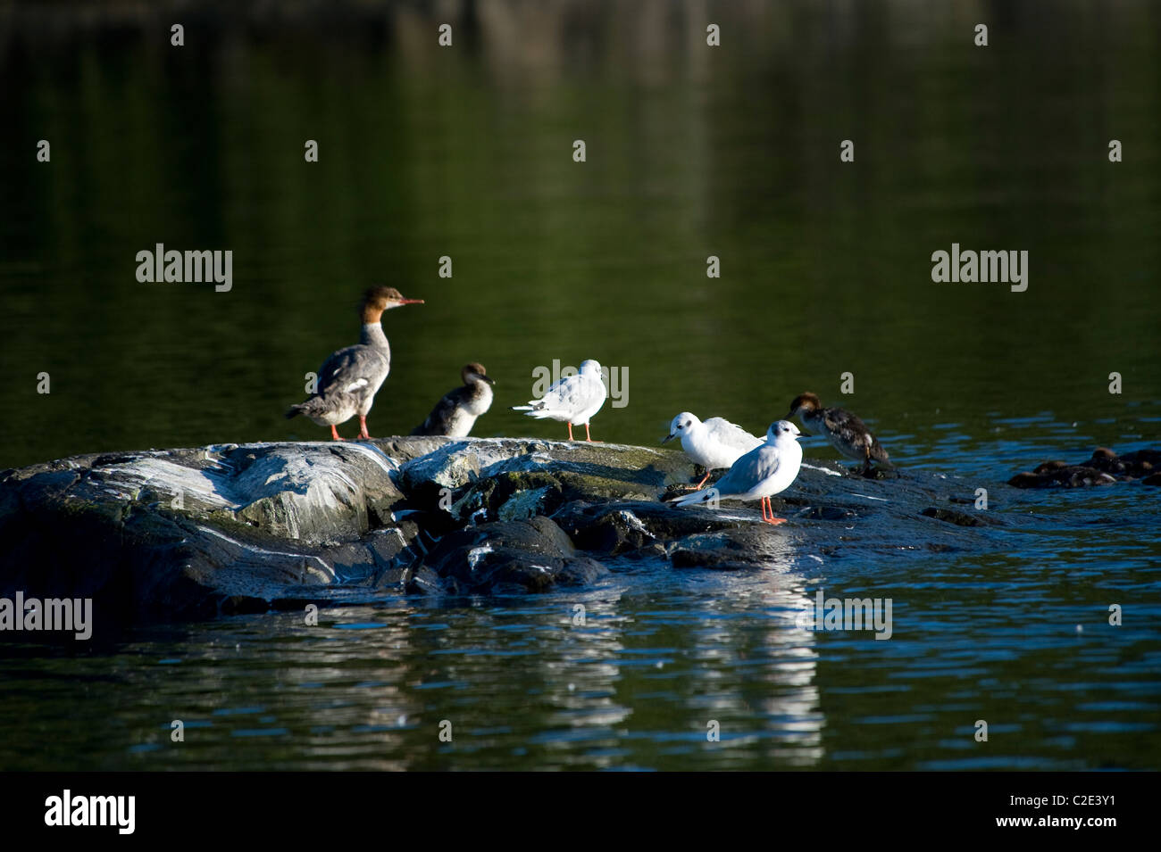 Lake Of The Woods, Ontario, Canada; Ducks And Gulls Share A Rocky Outcrop Stock Photo