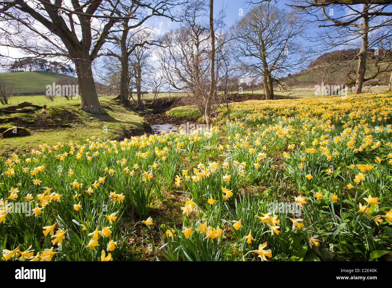 Wild Daffodils flowering in Rosedale in the North York Moors, Yorkshire, UK Stock Photo Alamy