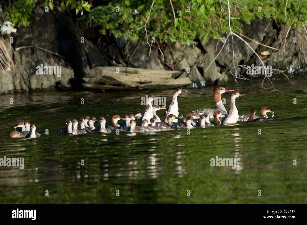 Lake Of The Woods, Ontario, Canada; Ducks And Ducklings On The Water Stock Photo