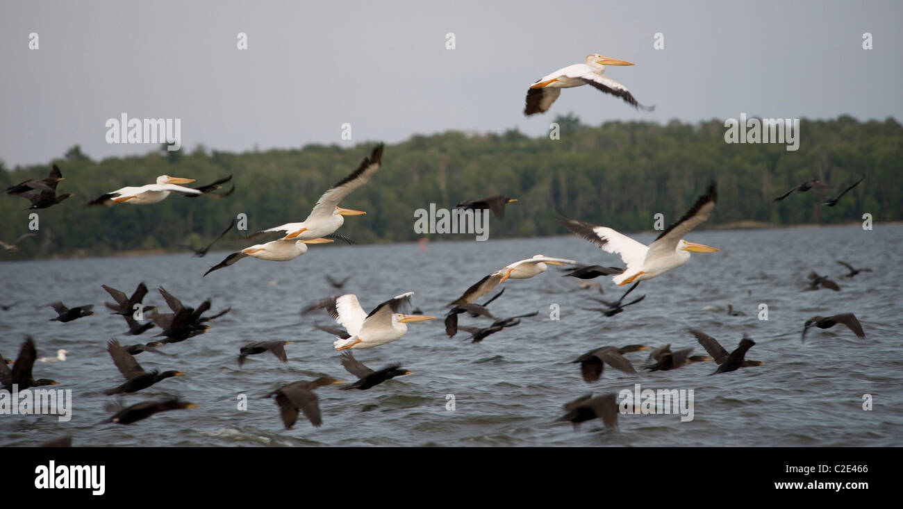 Lake Of The Woods, Ontario, Canada; Flock Of Birds Flying Over Lake Stock Photo