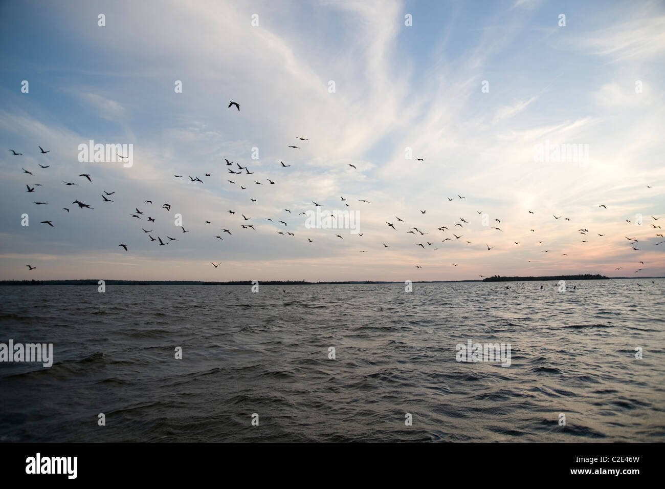 Lake Of The Woods, Ontario, Canada; Flock Of Birds Flying Over Lake Stock Photo