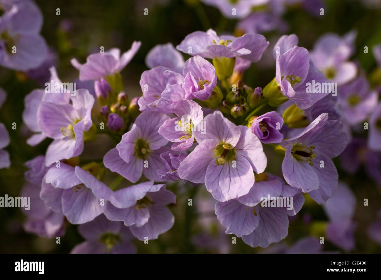 Waterloo, Quebec, Canada; CloseUp Of Purple Wildflowers Stock Photo