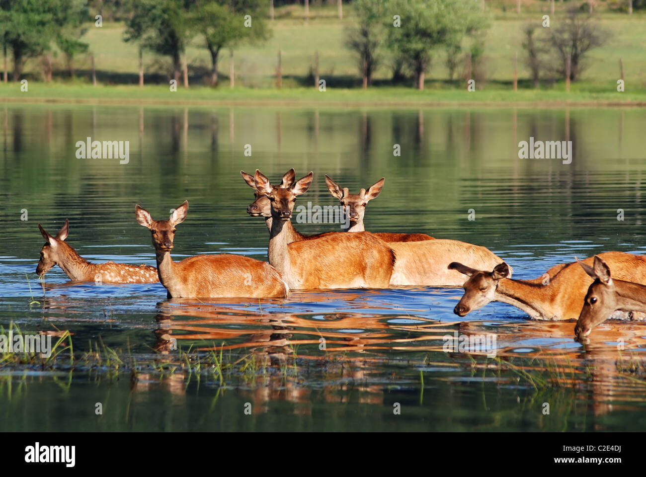 Phota Roes roe with young roes in water Stock Photo - Alamy