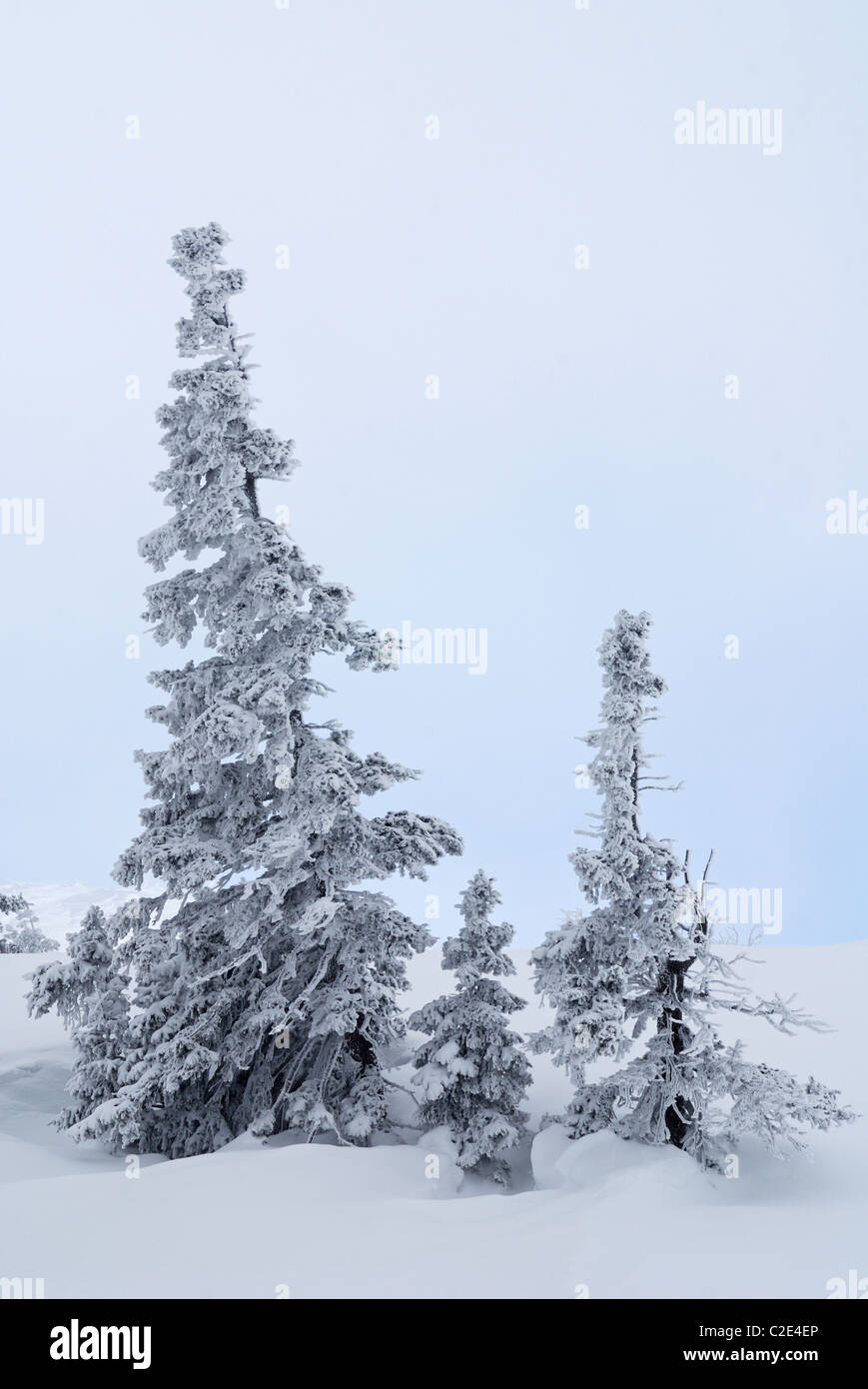 Frozen fir hi-res stock photography and images - Alamy