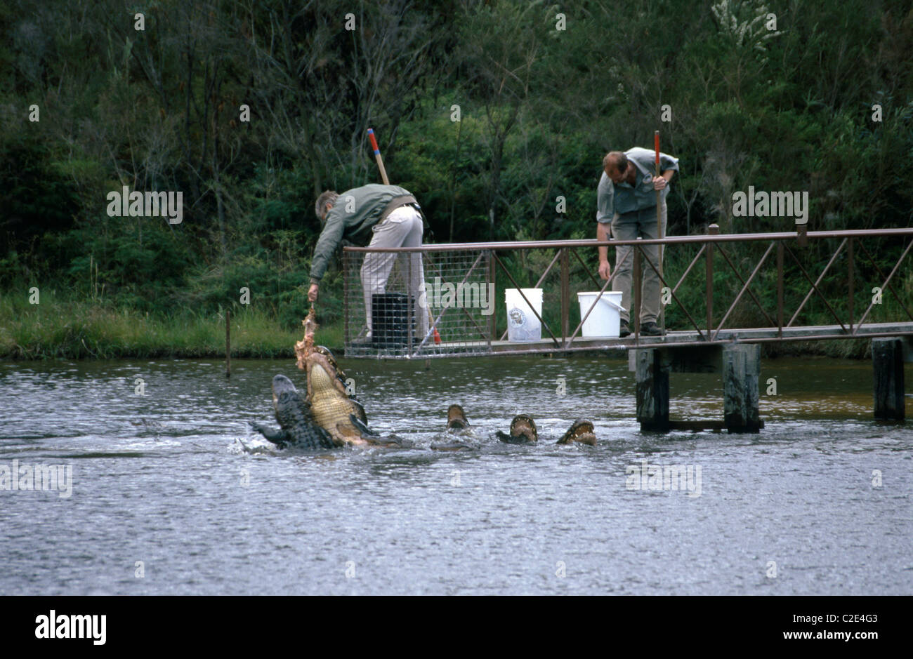 Gosford reptile park hires stock photography and images Alamy