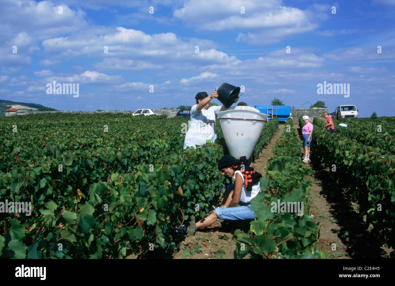 Grape Picking Burgundy France Stock Photo