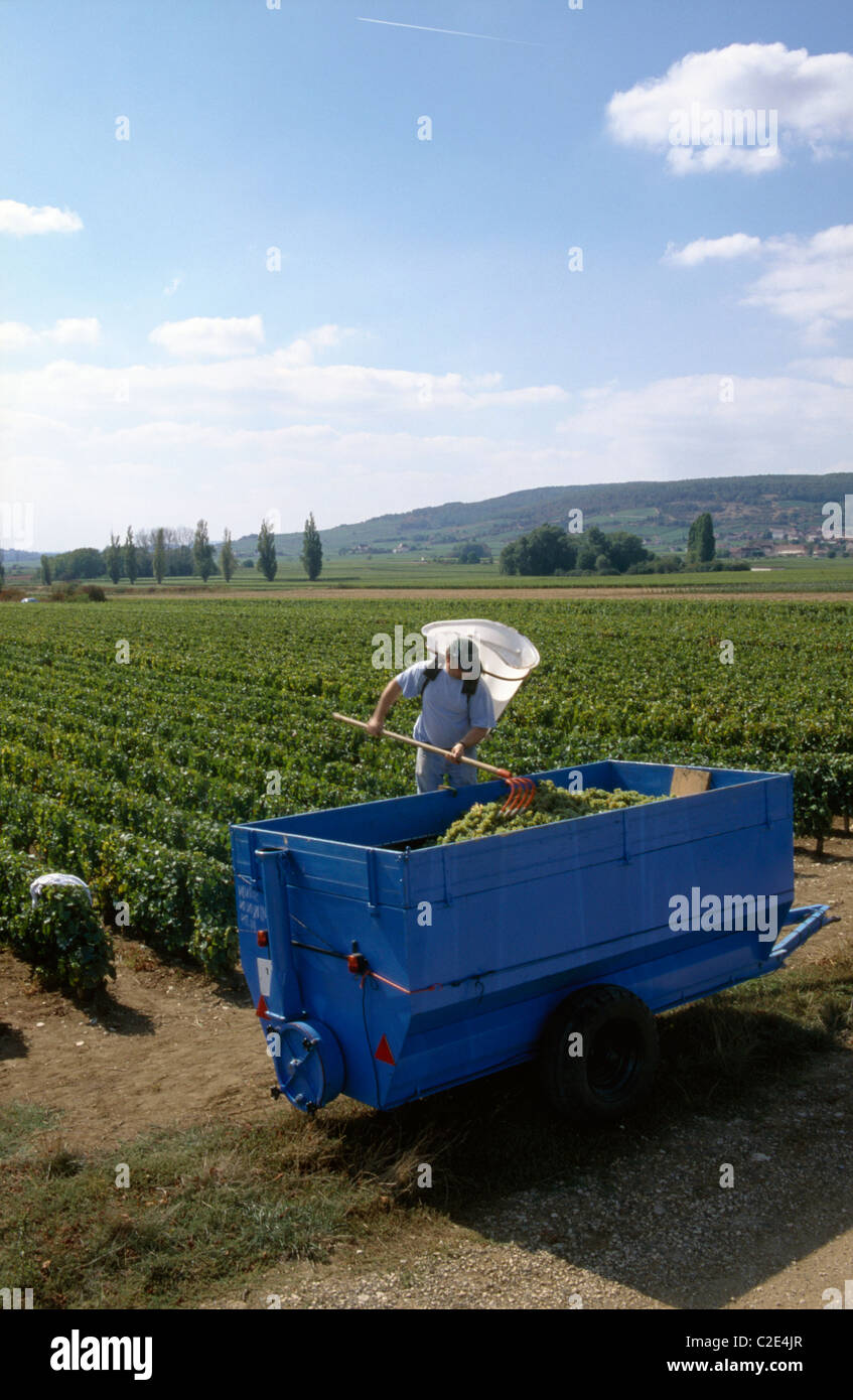 Grape Picking Burgundy France Stock Photo
