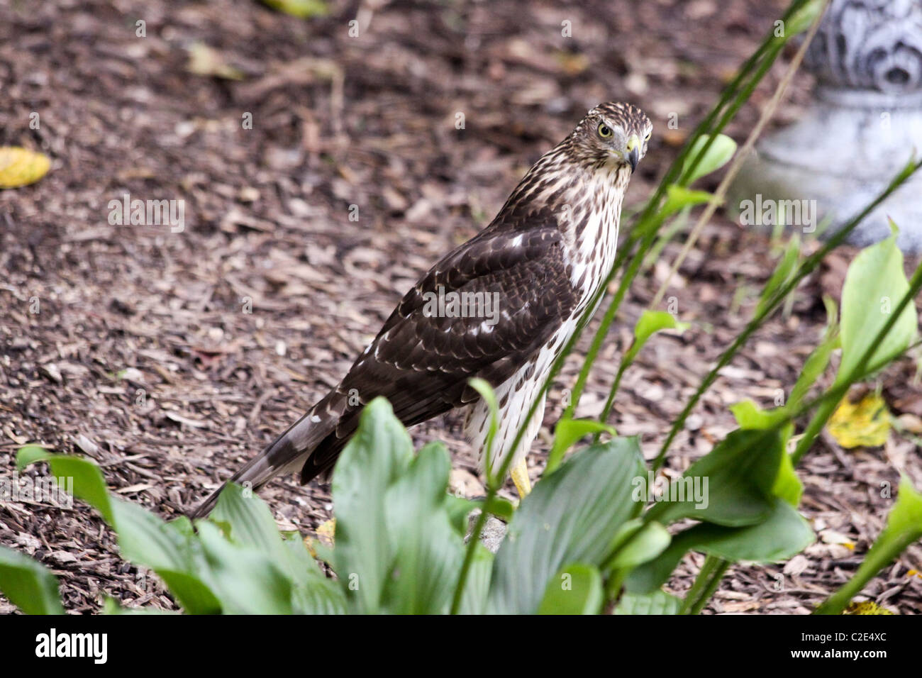 Cooper's hawk hunting on the ground near birdbath Stock Photo Alamy