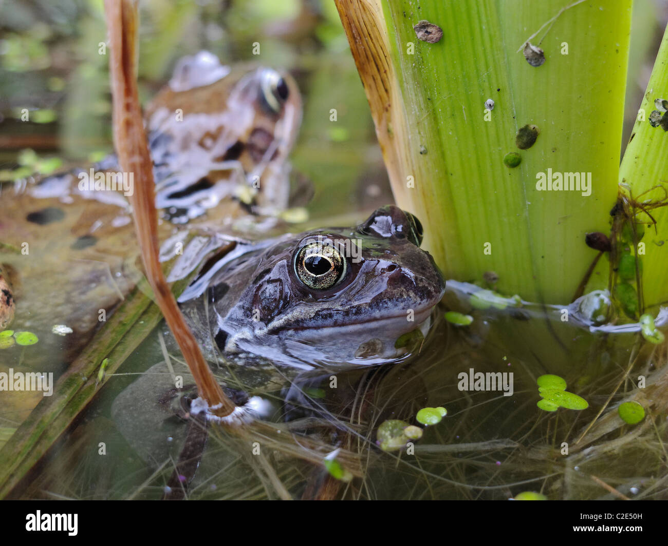Frogs in a garden pond in Spring. Lincolnshire, England. Stock Photo