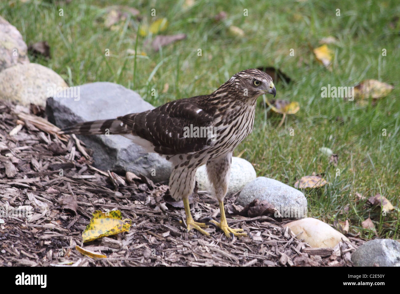 cooper's hawk hunting on the ground Stock Photo Alamy