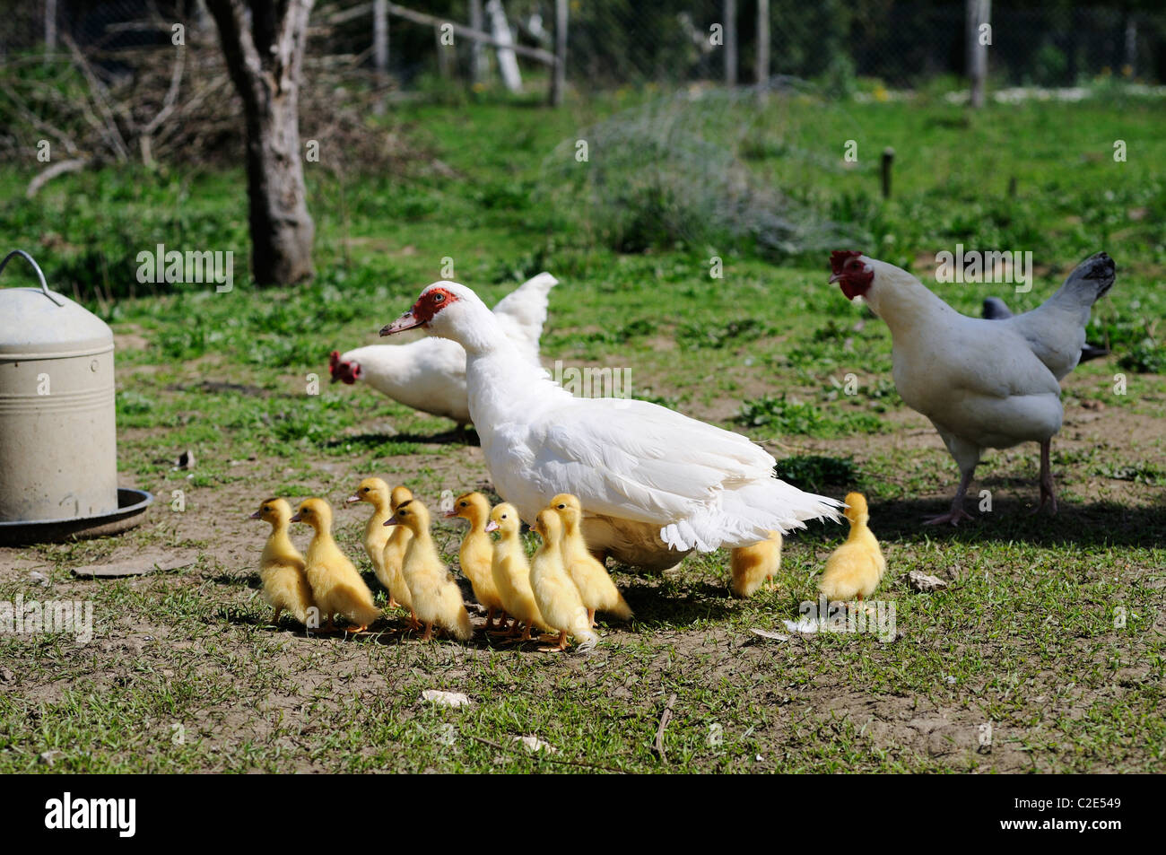 Ducklings Following Mother High Resolution Stock Photography and Images