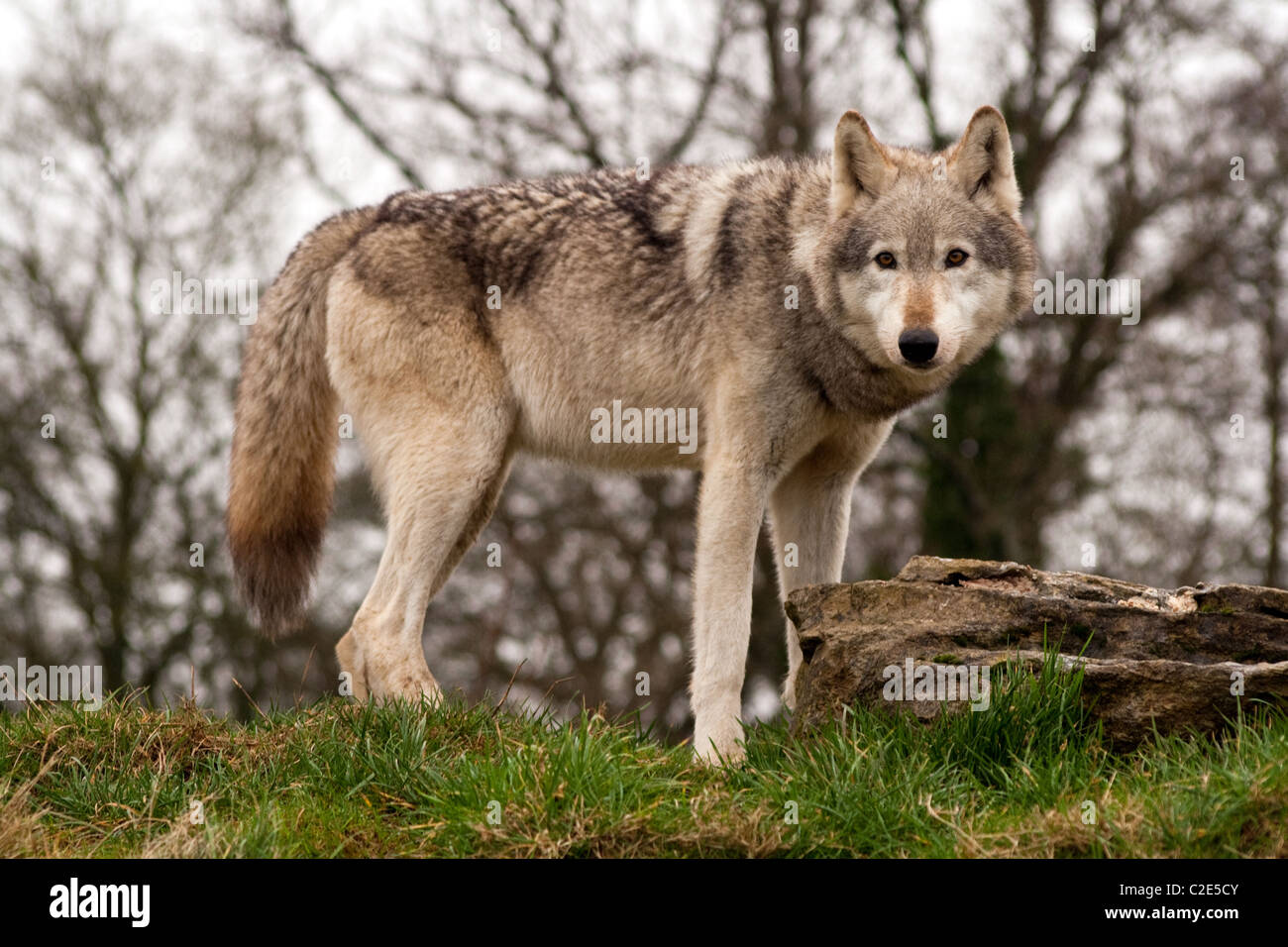 North American Wolf High Resolution Stock Photography and Images - Alamy