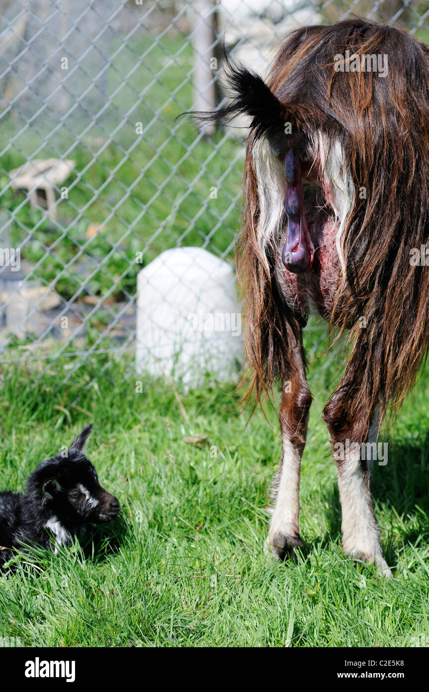 Stock photo of the afterbirth being ejected from a Poitevine goat after