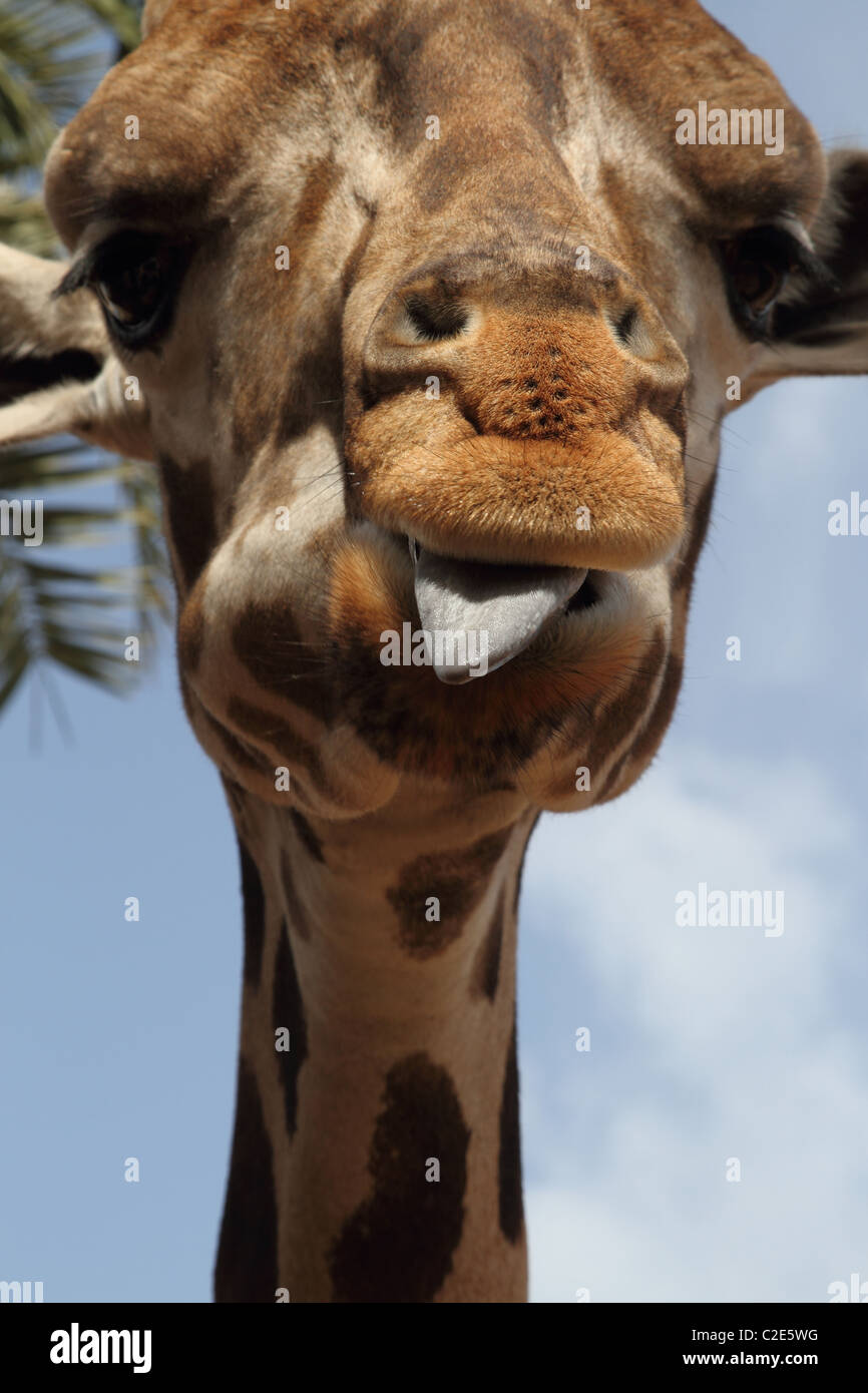 Giraffe close up Stock Photo