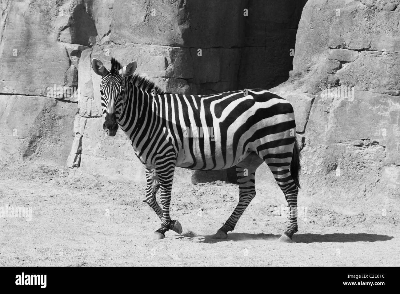 Zebra alert Black and White Stock Photos & Images - Alamy